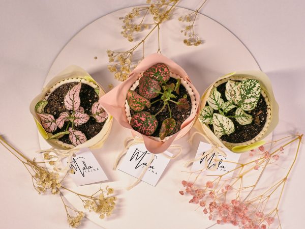 Zahvalnica "sukulenti"